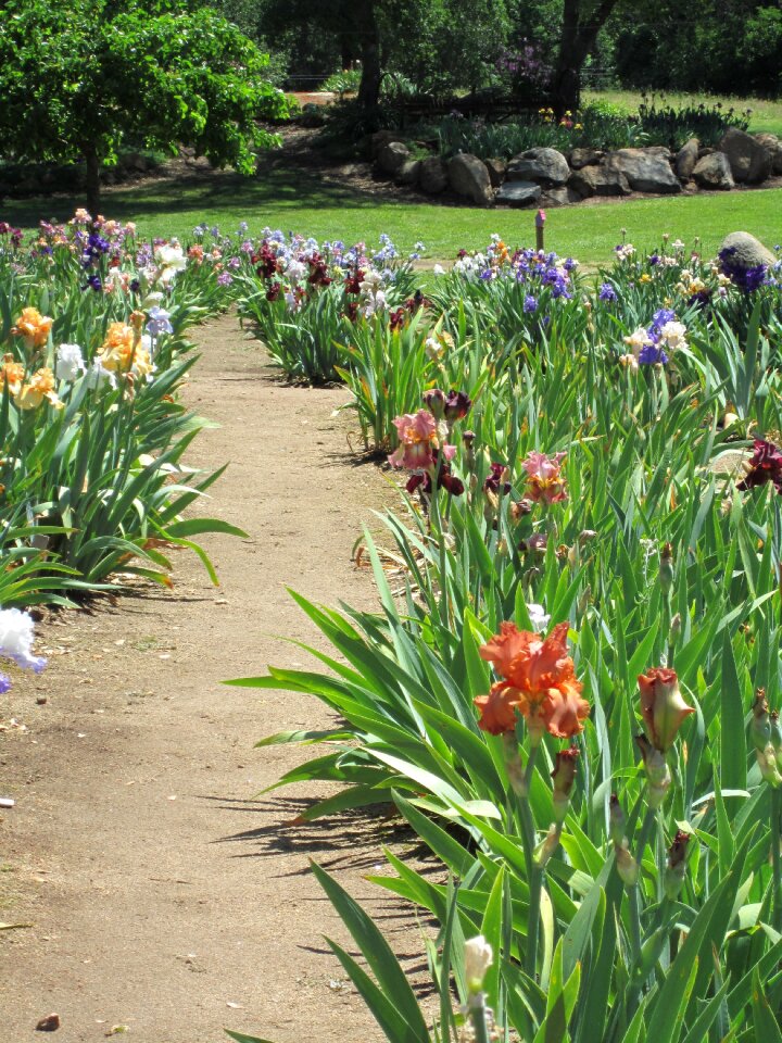 Nature flower flower bed