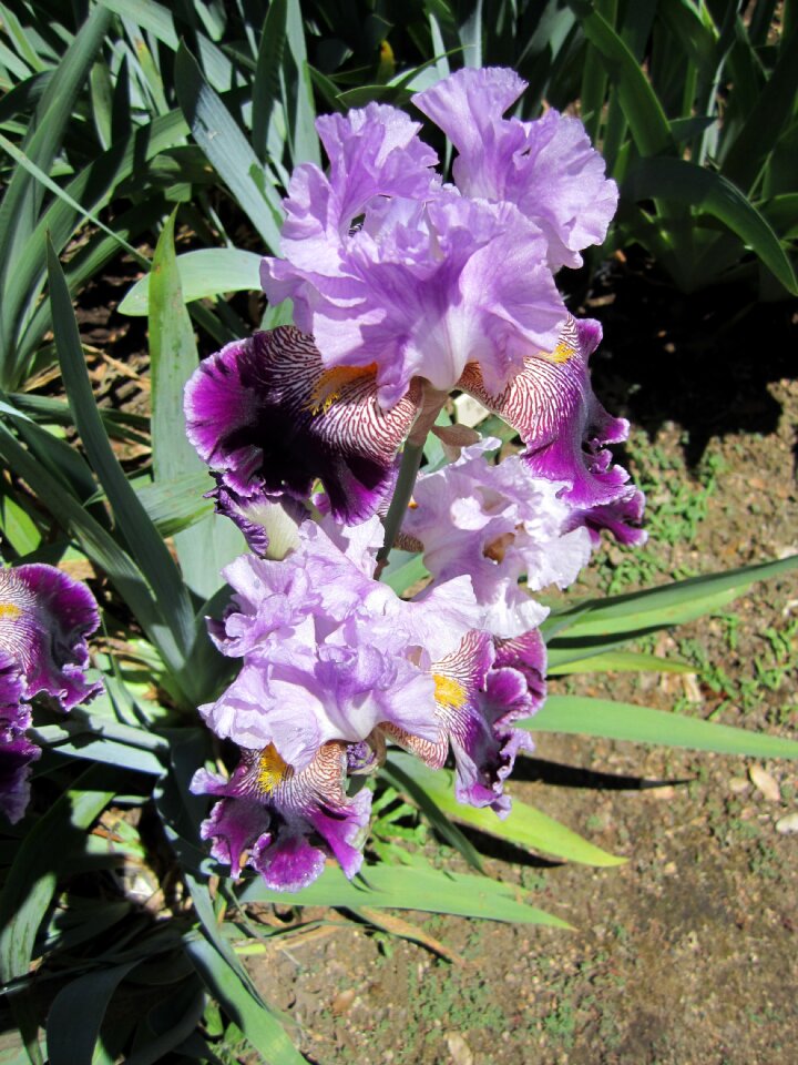 Garden nature purple