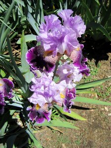 Garden nature purple