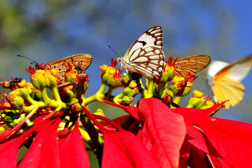 Poinsettia zimbabwe africa