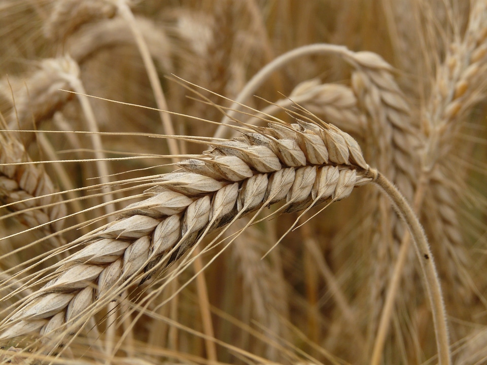 Grain field rye field