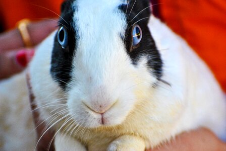 Hare bunny animal