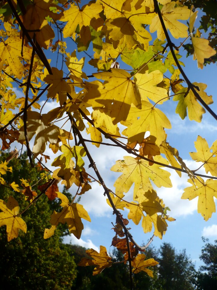 Autumn nature sky