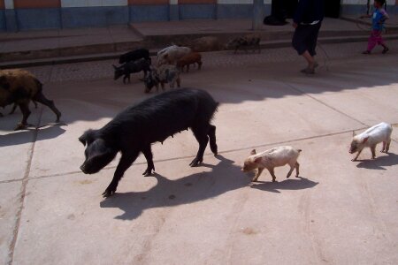 Animal piggy livestock