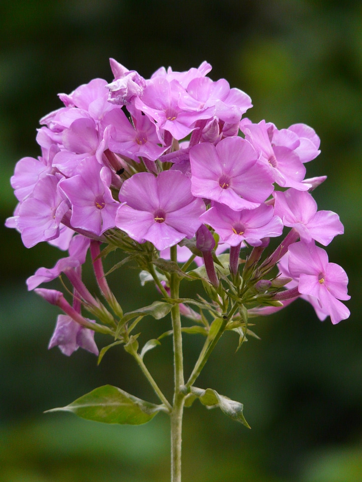 Flame flower phlox ornamental shrub