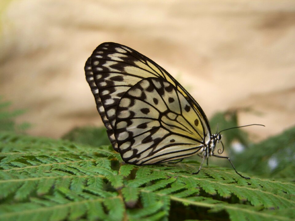 Butterfly butterflies papillon