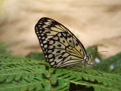 Butterfly butterflies papillon