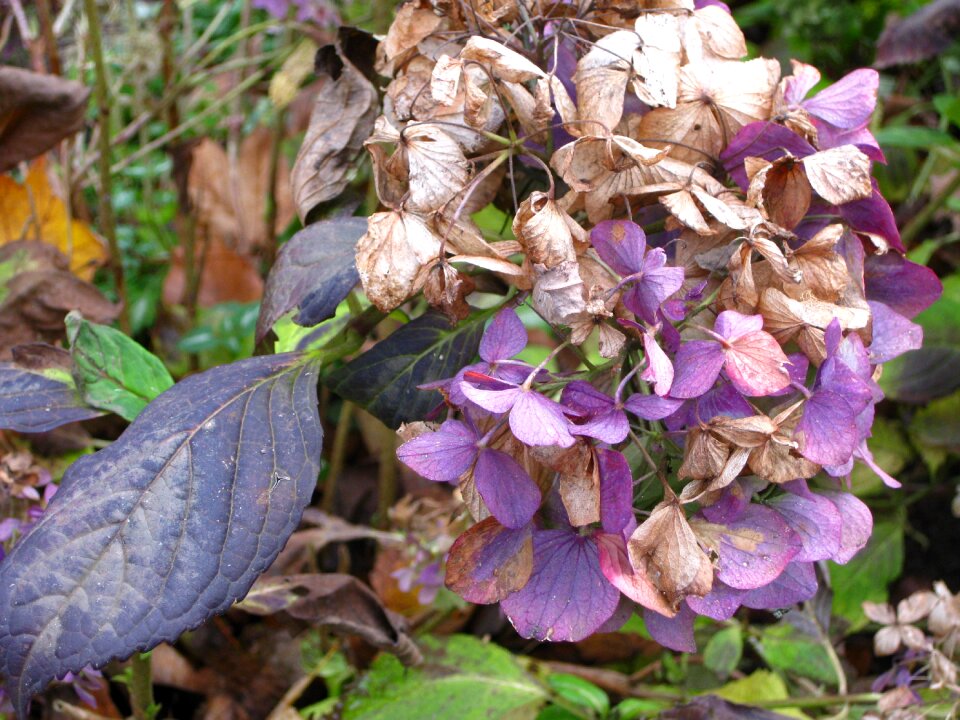 Autumn nature leaves