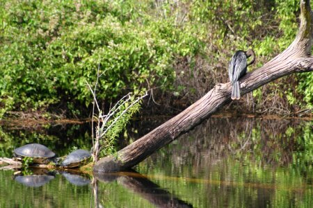 Turtle divers swamp