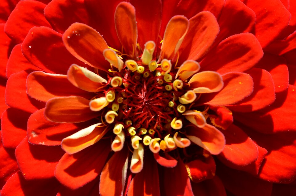 Red plant flowering plant