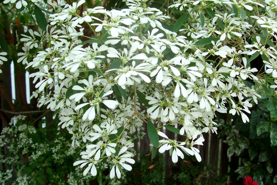 Flowers flowering shrub nature