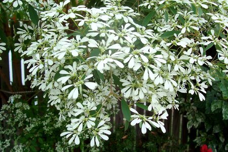 Flowers flowering shrub nature
