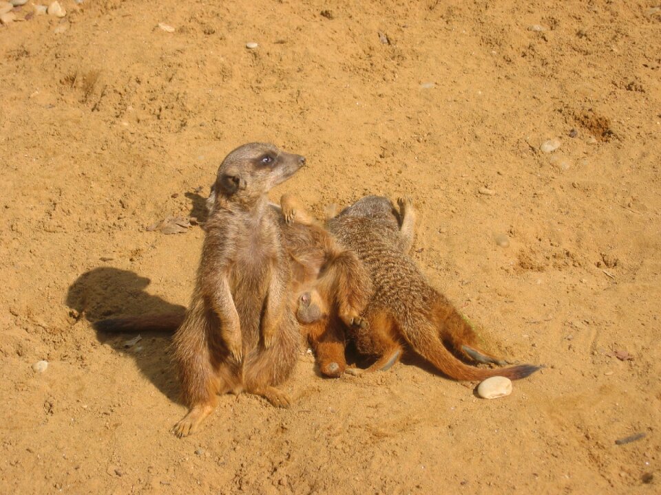 Animals sand desert