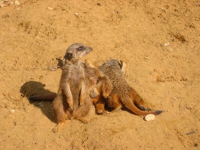 Animals sand desert