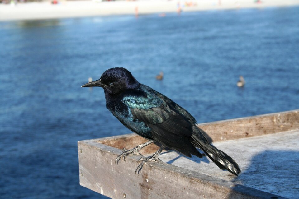 Crow bird beach