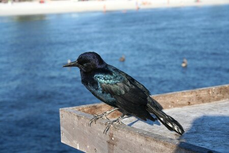 Crow bird beach