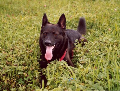 Pet beautiful dogs