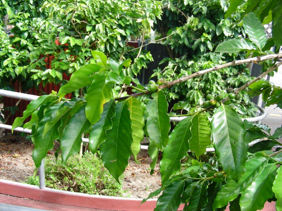Coffee plant plant nature