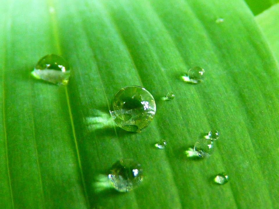 Grass green nature