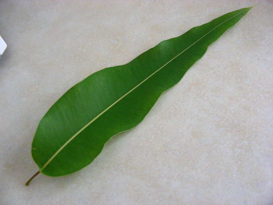 Australia foliage plants