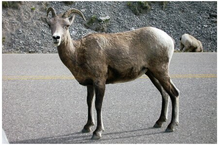West canada canada nature