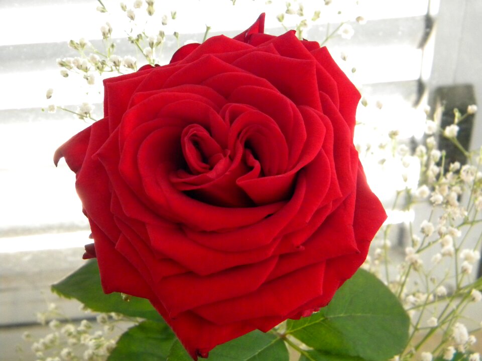 Rosa roses flower