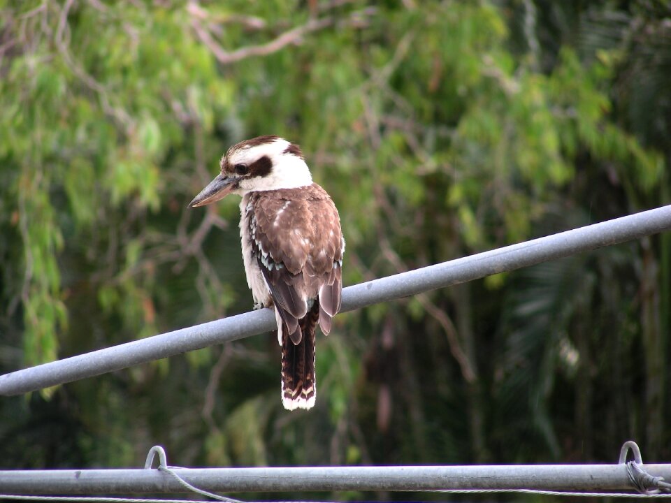 Fauna australian fauna queensland