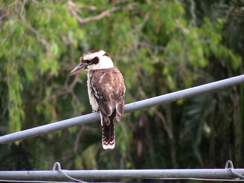 Fauna australian fauna queensland photo