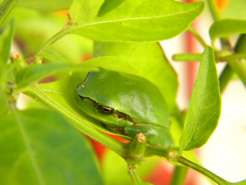 Amphibious animals camouflage photo