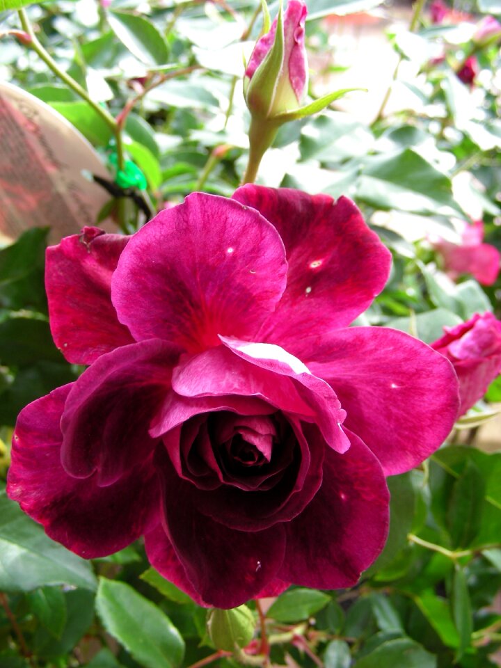 Roses pink roses blooms