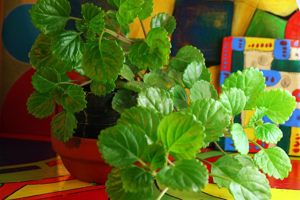Green leaves flowerpot