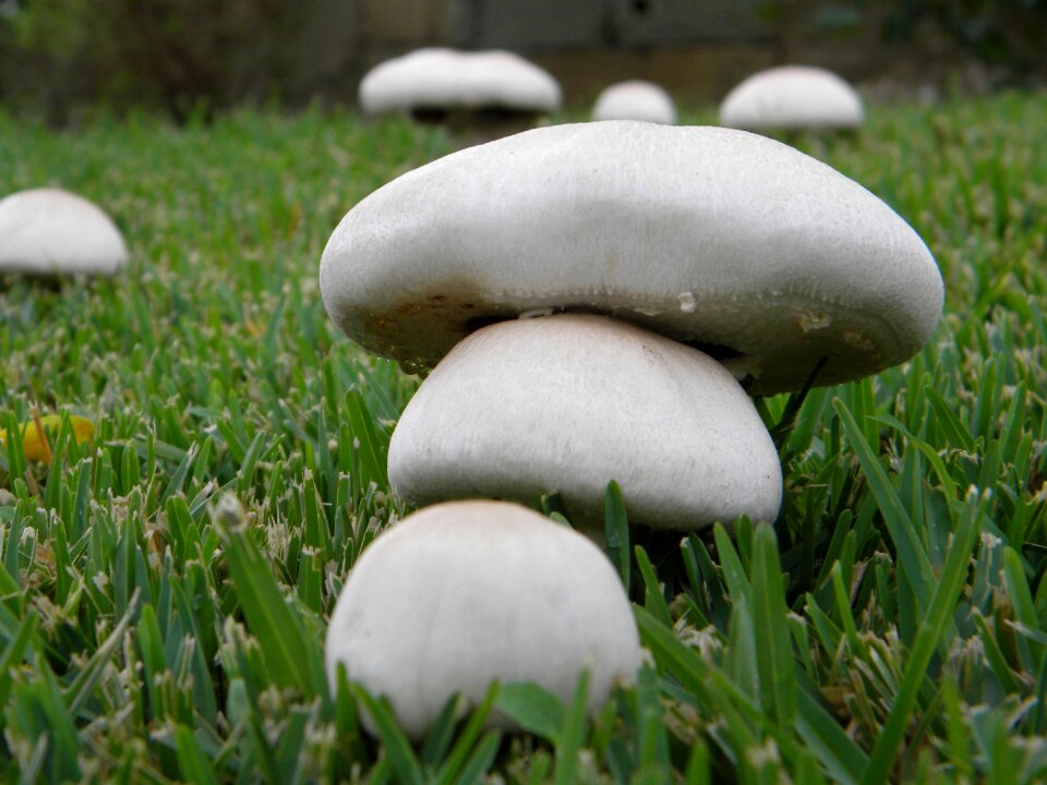 Autumn fungus callampa