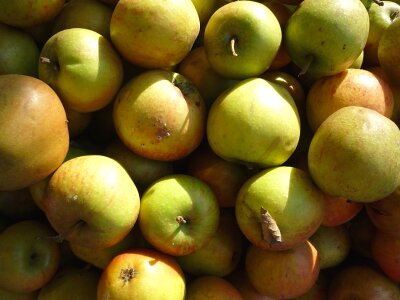 Healthy green ripe