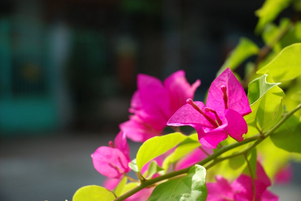 Macro nature lilac