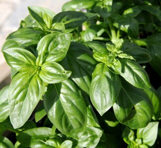 Herbs season leaf photo