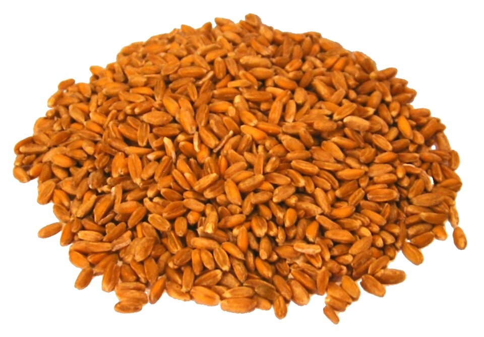 Whole wheat ingredient wheat