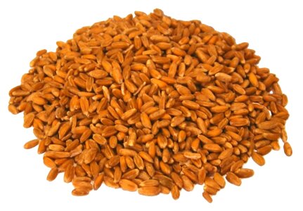 Whole wheat ingredient wheat