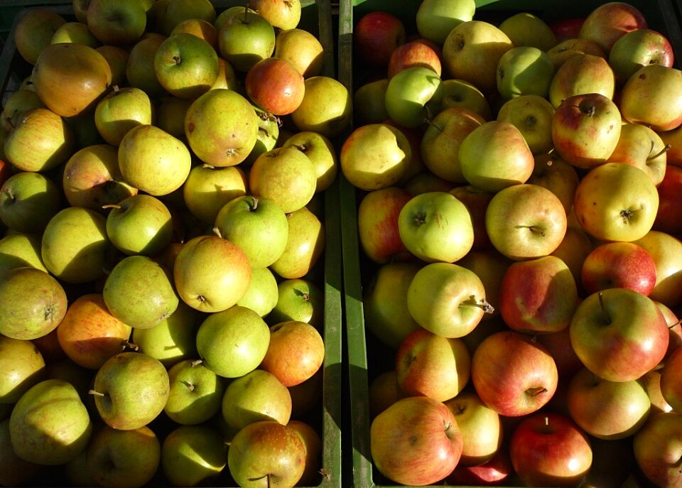 Healthy green obstkiste