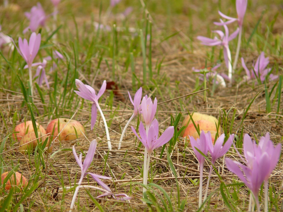 Bloom purple autumn timeless