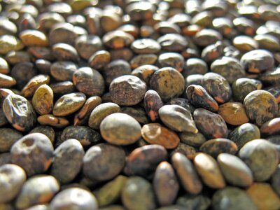 Lens culinaris ingredient cook