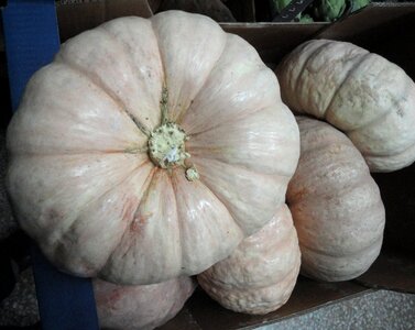 Pumpkins pumpkin sale varieties of fruit photo