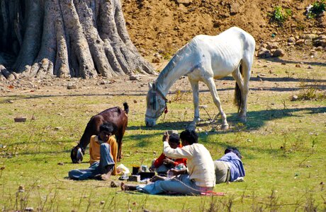 Goat grass food