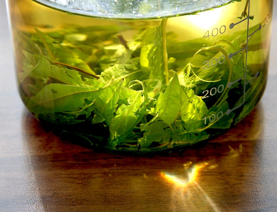 Lemon verbena hortipendium food