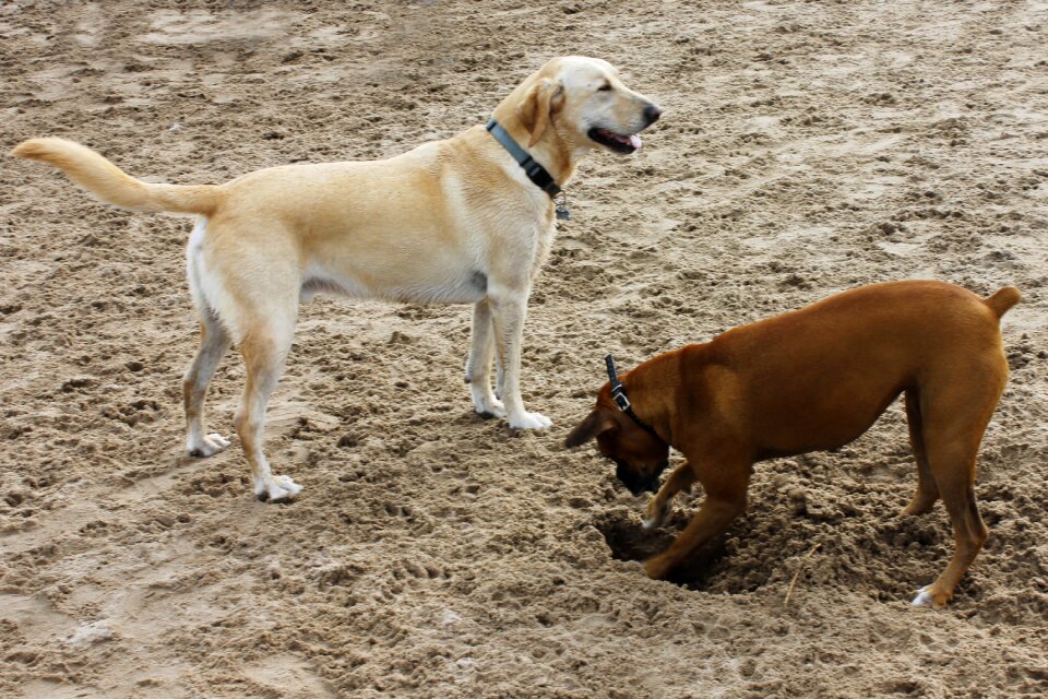 Yellow dog brown boxer