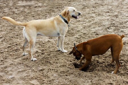 Yellow dog brown boxer photo