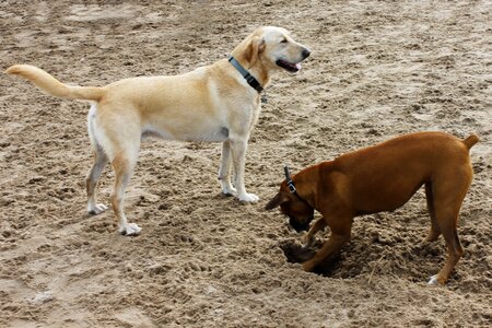 Yellow dog brown boxer