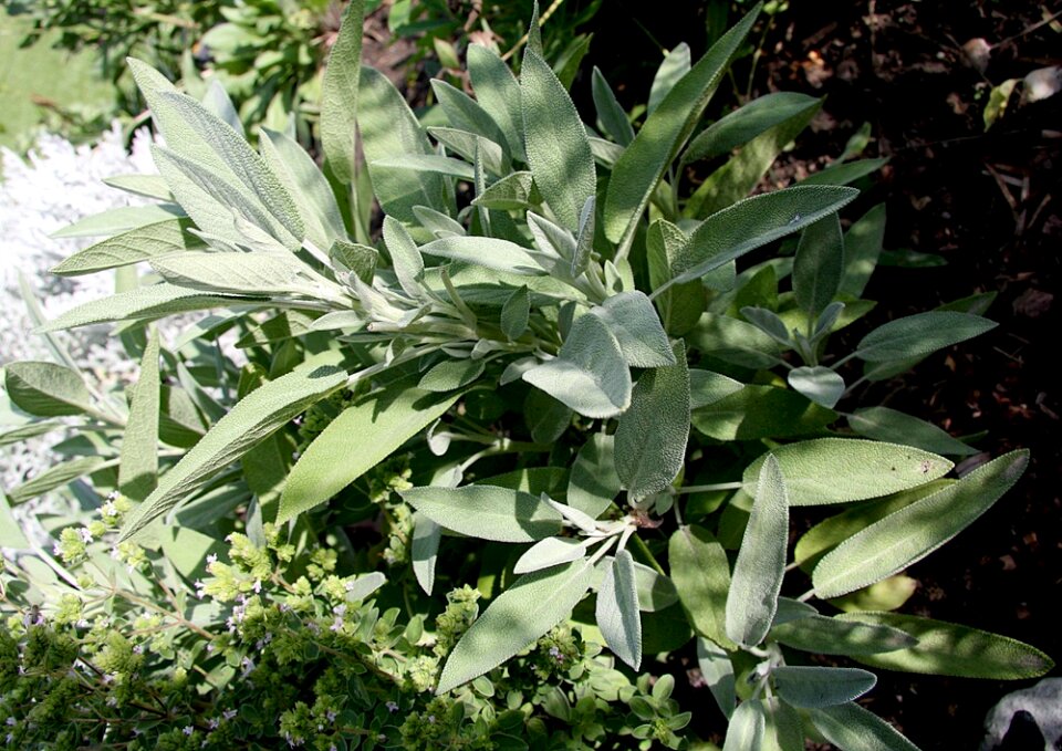 Kraeuer spice sage leaves