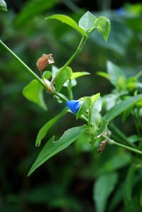Summer wild plants wild flower