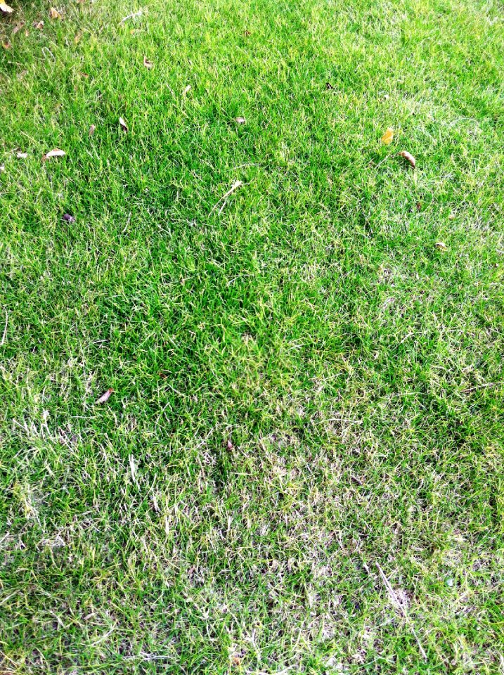 Grassland green plant
