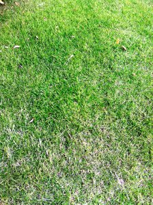 Grassland green plant